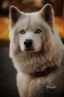 Jérémie MOLARO - F & F PHOTOGRAPHIE